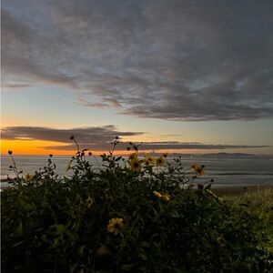 Meet your Posher, Valviolet